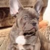 French bulldog, exotic puppies photo 7