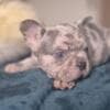 French bulldog puppies - Merle and Choco photo 1