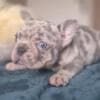 French bulldog puppies - Merle and Choco photo 3