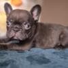 French bulldog puppies - Merle and Choco photo 4