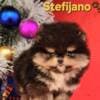 Pomeranian Boo – CHOCOLATE & TAN Puppies | NEW photo 1