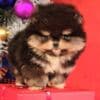 Pomeranian Boo – CHOCOLATE & TAN Puppies | NEW photo 2