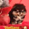 Pomeranian Boo – CHOCOLATE & TAN Puppies | NEW photo 3