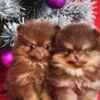 Pomeranian Boo – CHOCOLATE & TAN Puppies | NEW photo 9