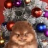 Pomeranian Boo – CHOCOLATE & TAN Puppies | NEW photo 10