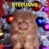 Pomeranian Boo – CHOCOLATE & TAN Puppies | NEW photo 15