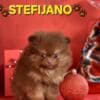 Pomeranian Boo – CHOCOLATE & TAN Puppies | NEW photo 16