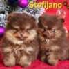 Pomeranian Boo – CHOCOLATE & TAN Puppies | NEW photo 21