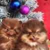 Pomeranian Boo – CHOCOLATE & TAN Puppies | NEW photo 22