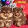 Pomeranian Boo – CHOCOLATE & TAN Puppies | NEW photo 23