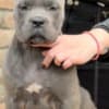 Cane Corso puppies for sale photo 1