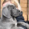 Cane Corso puppies for sale photo 2