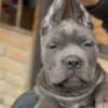 Cane Corso puppies for sale photo 4