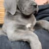 Cane Corso puppies for sale photo 5