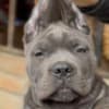 Cane Corso puppies for sale photo 6