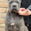 Cane Corso puppies for sale photo 8