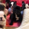Healthy French bulldog puppies for sale photo 1