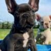 Healthy French bulldog puppies for sale photo 2