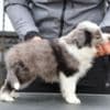Border Collie puppies photo 1