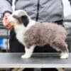 Border Collie puppies photo 2