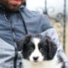 Border Collie puppies photo 3