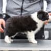 Border Collie puppies photo 4