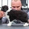 Border Collie puppies photo 5