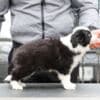Border Collie puppies photo 6