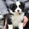 Border Collie puppies photo 7