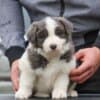 Border Collie puppies photo 8