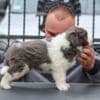 Border Collie puppies photo 9