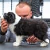 Border Collie puppies photo 10