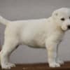 Central Asian Shepherd Dog – Top Quality Puppies photo 1