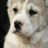 Central Asian Shepherd Dog – Top Quality Puppies photo 2