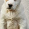 Central Asian Shepherd Dog – Top Quality Puppies photo 3