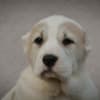 Central Asian Shepherd Dog – Top Quality Puppies photo 4