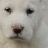 Central Asian Shepherd Dog – Top Quality Puppies photo 6