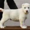 Central Asian Shepherd Dog – Top Quality Puppies photo 7