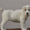 Central Asian Shepherd Dog – Top Quality Puppies photo 8