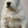 Central Asian Shepherd Dog – Top Quality Puppies photo 9