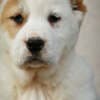 Central Asian Shepherd Dog – Top Quality Puppies photo 10