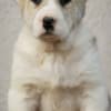 Central Asian Shepherd Dog – Top Quality Puppies photo 11
