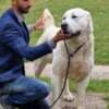 Central Asian Shepherd Dog – Top Quality Puppies photo 13