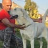 Central Asian Shepherd Dog – Top Quality Puppies photo 14