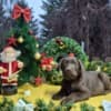 Chocolate Labrador Retriever Puppies photo 1