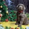 Chocolate Labrador Retriever Puppies photo 2