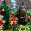 Chocolate Labrador Retriever Puppies photo 3