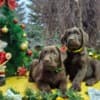 Chocolate Labrador Retriever Puppies photo 4