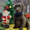 Chocolate Labrador Retriever Puppies photo 5