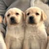 Labrador retriever photo 1
